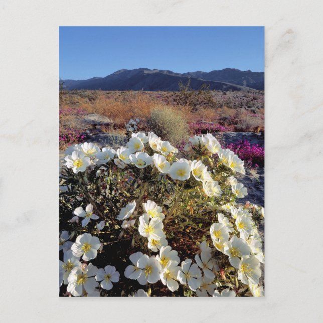 Postal EEUU, California, Anza-Borrego DSP. Noche 2 (Anverso)
