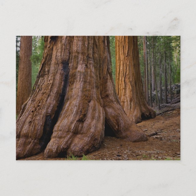 Postal EEUU, California, árbol de secuoyas gigantes (Anverso)