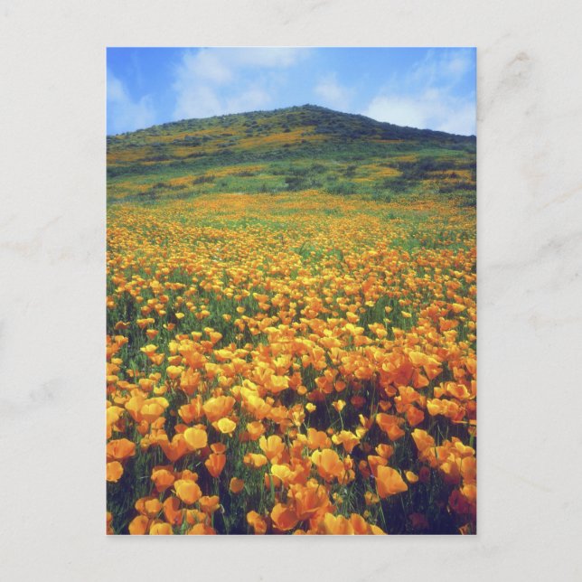 Postal EEUU, California, Lago Elsinore. California (Anverso)