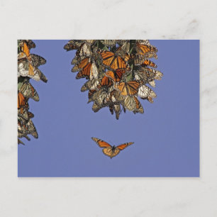 Postal EEUU, California, Pismo Beach. Monarca