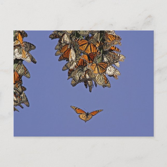 Postal EEUU, California, Pismo Beach. Monarca (Anverso)