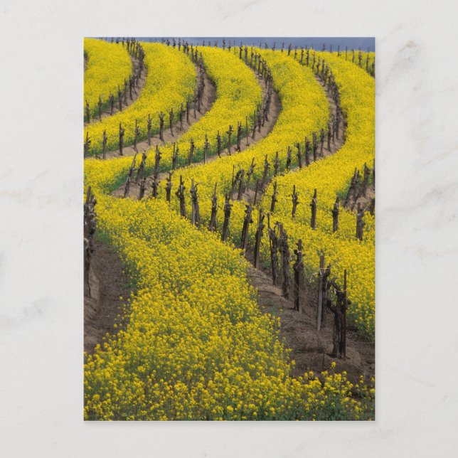 Postal EEUU, California, Valle Napa, Los Carneros Ava. (Anverso)