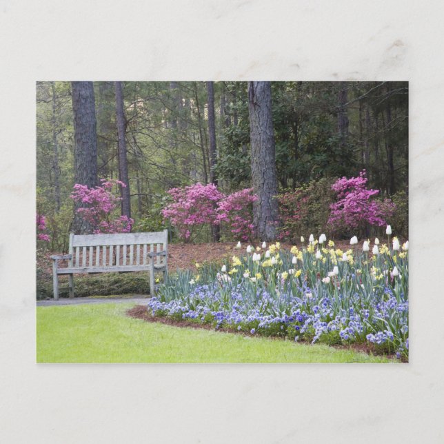 Postal EEUU, Georgia, Montaña Pine. Un borde de (Anverso)