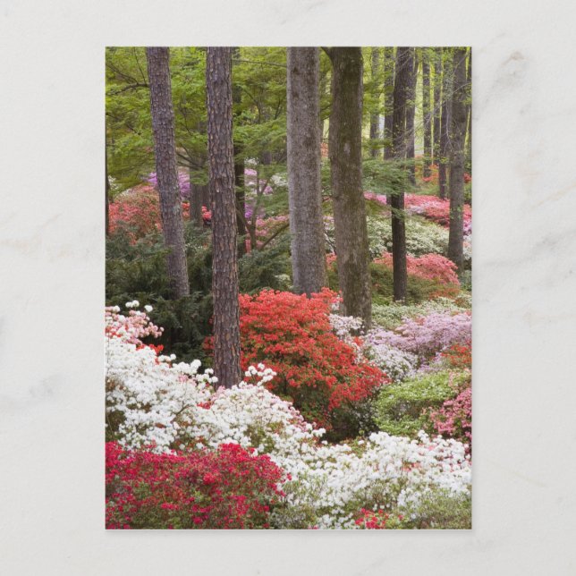 Postal EEUU, Georgia, Montaña Pine. Un bosque de (Anverso)