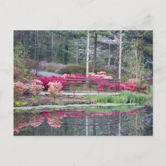 Postal EEUU, Georgia, Montaña Pine. Ver área por (Anverso)