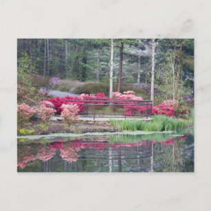 Postal EEUU, Georgia, Montaña Pine. Ver área por