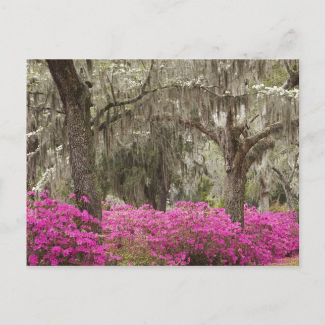 Postal EEUU, Georgia, Savannah, primavera histórica (Anverso)
