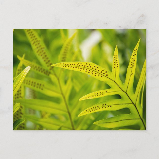 Postal EEUU, Hawaii, Isla Grande. Fern verde tropical (Anverso)