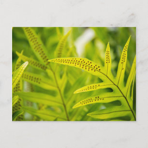 Postal EEUU, Hawaii, Isla Grande. Fern verde tropical