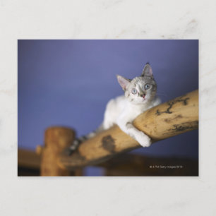 Postal EEUU, Iowa, retrato de gatito joven