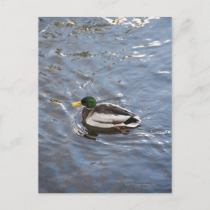Postal EEUU, Maine, Camden, Pato Mallard en el lago