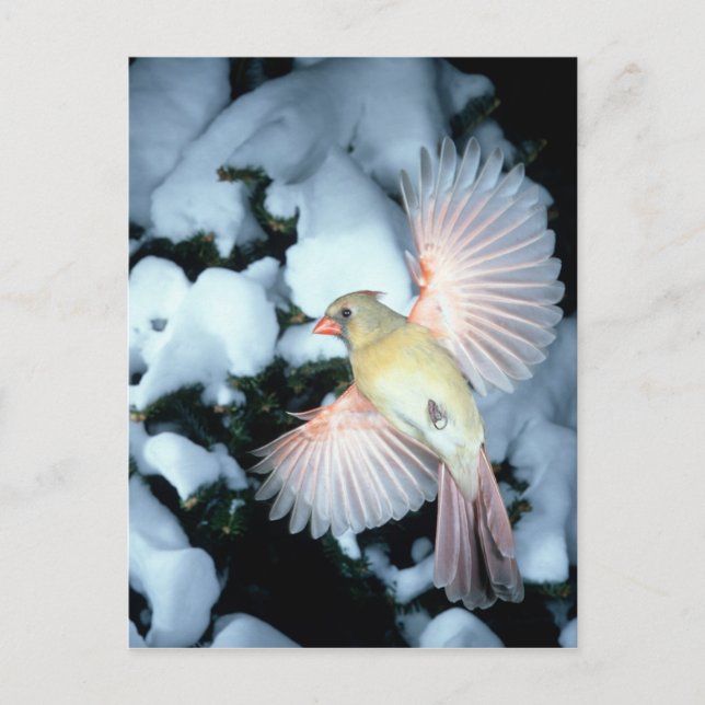 Postal EEUU, Minnesota, Alturas de Mendota, Cardenal feme (Anverso)