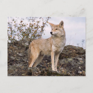 Postal EEUU, Montana, Kalispell. Coyote en Triple D
