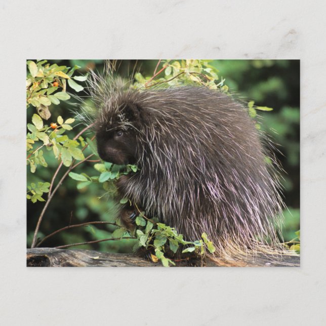 Postal EEUU, Montana, Kalispell. Porcupina y cadera de ro (Anverso)