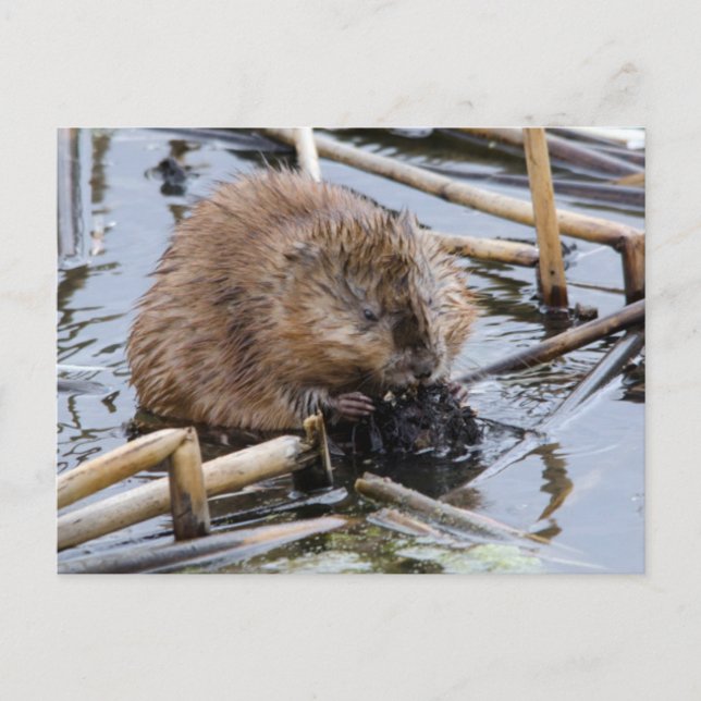 Postal EEUU, Nebraska. Beaver (Anverso)