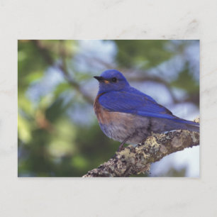 Postal EEUU, Oregón. Male Western Bluebird