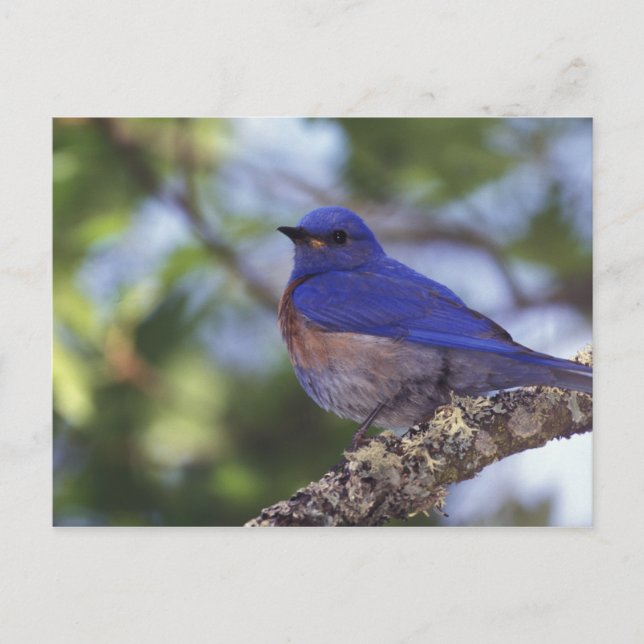 Postal EEUU, Oregón. Male Western Bluebird (Anverso)