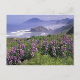 Postal EEUU, Oregón, Playa Nesika. Lupine y Oregon