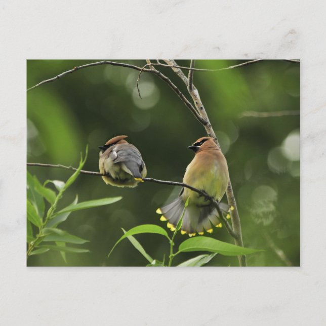 Postal EEUU, Oregón, Portland. Cebada macho (Anverso)