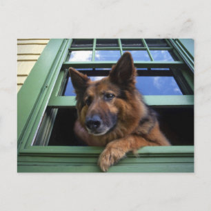 Postal EEUU, Oregón, Portland. Gritar el pelo largo