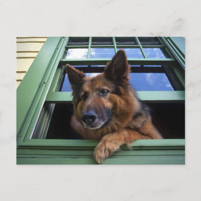 Postal EEUU, Oregón, Portland. Gritar el pelo largo (Anverso)