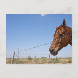 Postal EEUU, Texas, Chillicothe, Horse está al lado