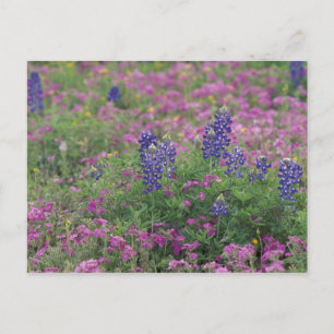 Postal EEUU, Texas Hill Country. Bluebonnets entre los fa