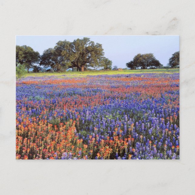 Postal EEUU, Texas, Llano. Bluebonnets y redbonnets (Anverso)