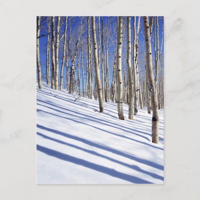 Postal EEUU, Utah, Bosque Nacional Dixie, Aspen Grove (Anverso)