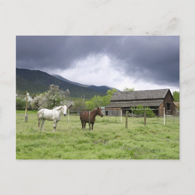 Postal EEUU, Utah, caballos en rancho (Anverso)