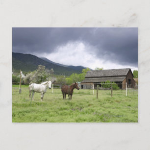 Postal EEUU, Utah, caballos en rancho