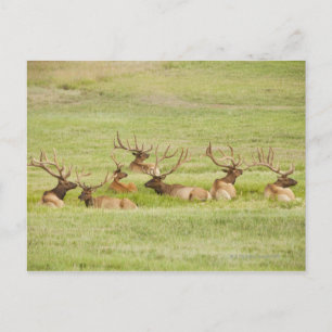 Postal EEUU, Utah, Grupo de Elk del toro (Cervus canadens