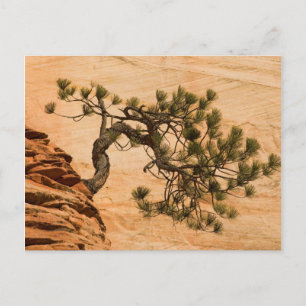 Postal EEUU, Utah, Parque Nacional Zion. Árbol de pinos