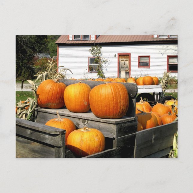 Postal EEUU, Vermont. Calabazas (Anverso)
