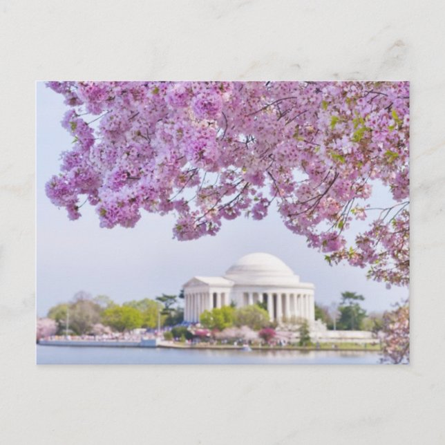 Postal EEUU, Washington DC, árbol de cerezos en flor (Anverso)