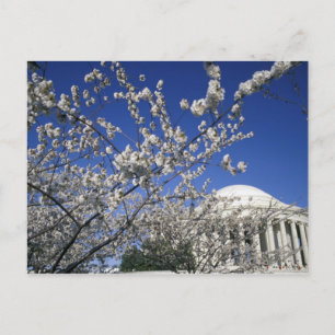 Postal EEUU, Washington DC. Festival Cherry Blossom y 2