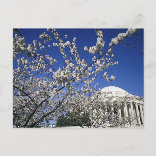 Postal EEUU, Washington DC. Festival Cherry Blossom y 2 (Anverso)
