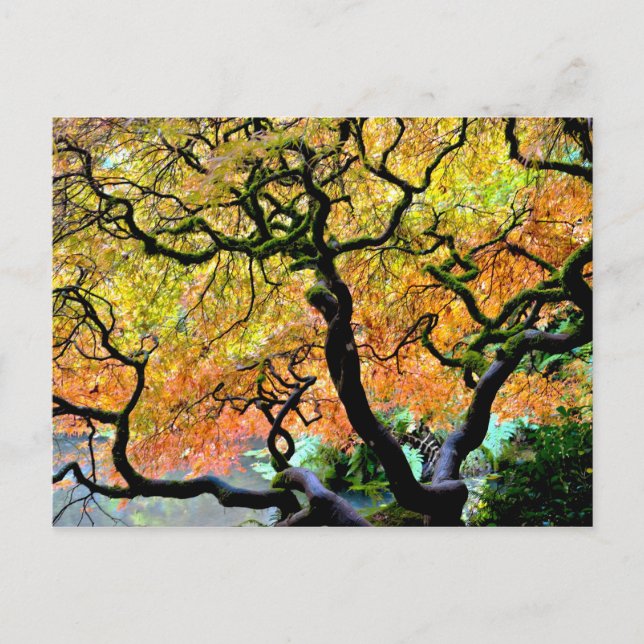 Postal EEUU, Washington, Seattle, Jardín Kubota. (Anverso)