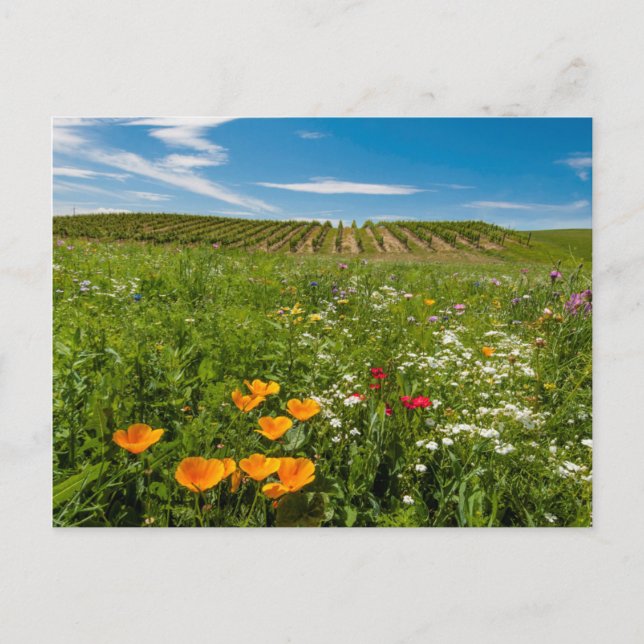Postal EEUU, Washington, Walla Walla. Flores silvestres (Anverso)