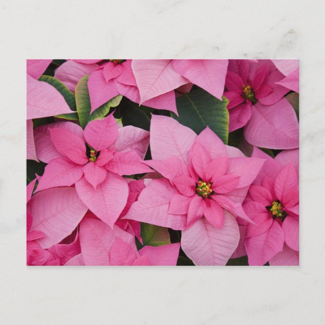 Postal EEUU, Washington, Woodinville, enfermera de Molbak (Anverso)