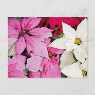 Postal EEUU, Washington, Woodinville, enfermera de Molbak