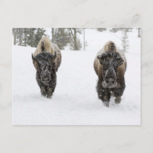 Postal EEUU, WY, Yellowstone NP, American Bison (Bison)