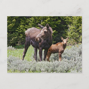 Postal EEUU, Wyoming, Montañas Bighorn, Alces de alce