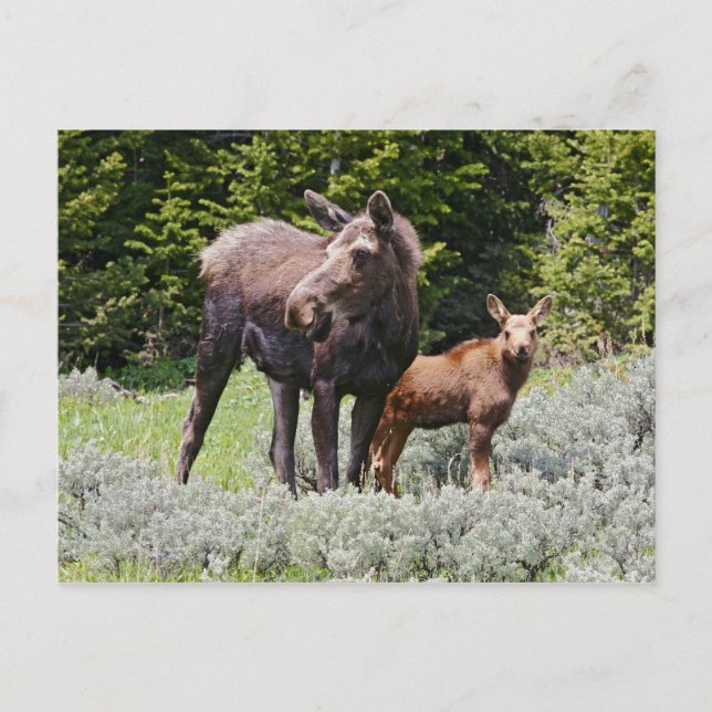 Postal EEUU, Wyoming, Montañas Bighorn, Alces de alce (Anverso)