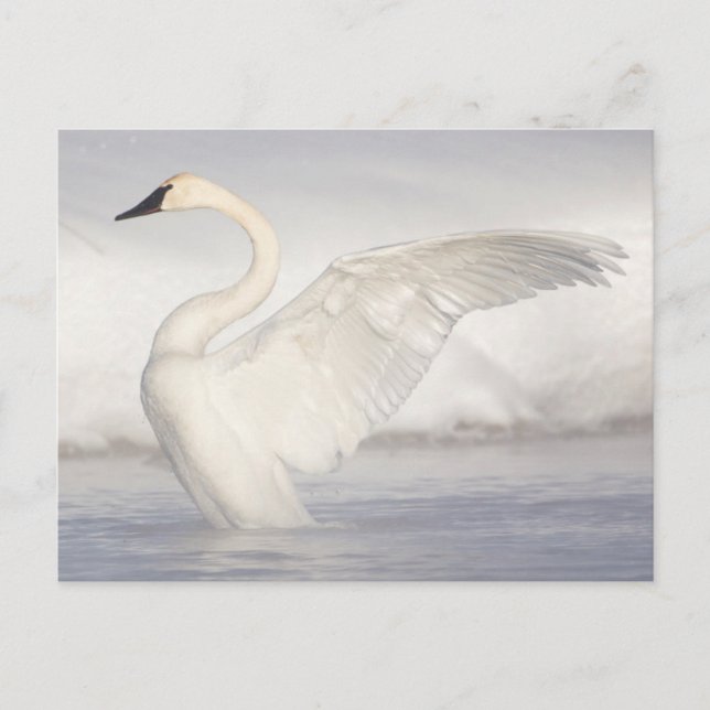 Postal EEUU, Wyoming, Trumpeter Swan estira alas (Anverso)