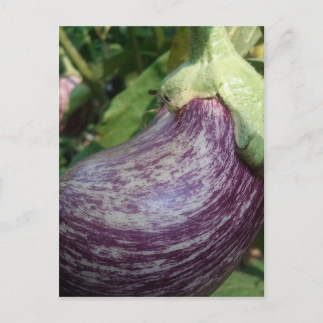 Postal Eggplant Veggie (Anverso)