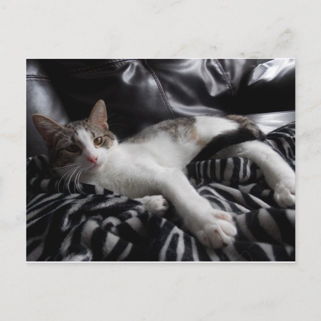 Postal egipcia de mau mix Bonito (Anverso)