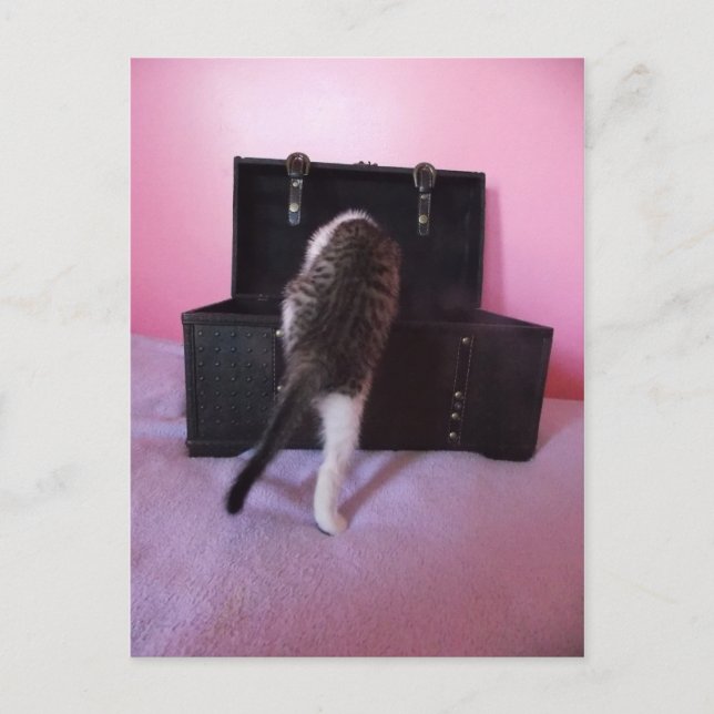 Postal egipcia Mau Mix kitten (Anverso)