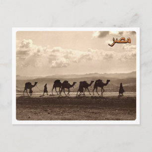 Postal Egipto - Camellos -
