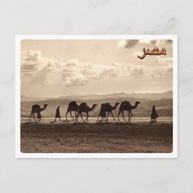 Postal Egipto - Camellos - (Anverso)